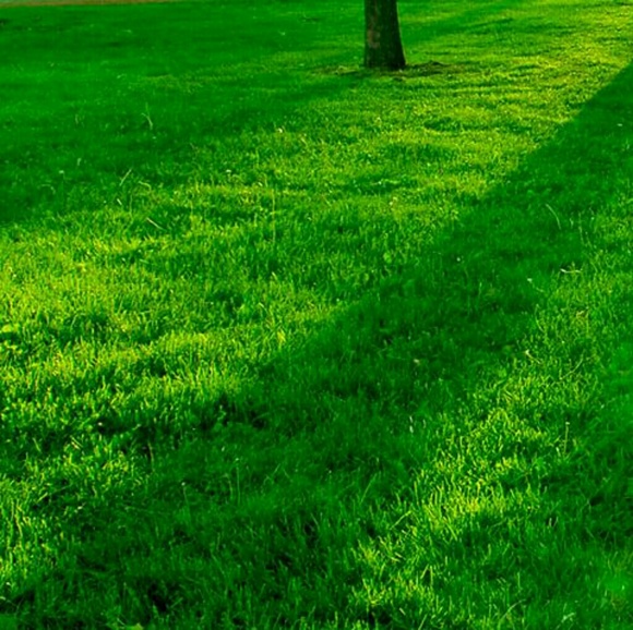 Meet your Posher, Gini - Picture 2 of 2